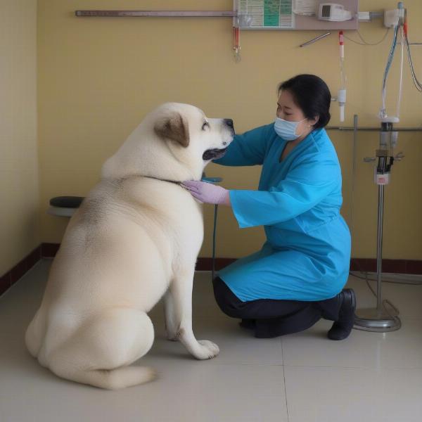 Veterinarian examining a Central Asian Shepherd Dog