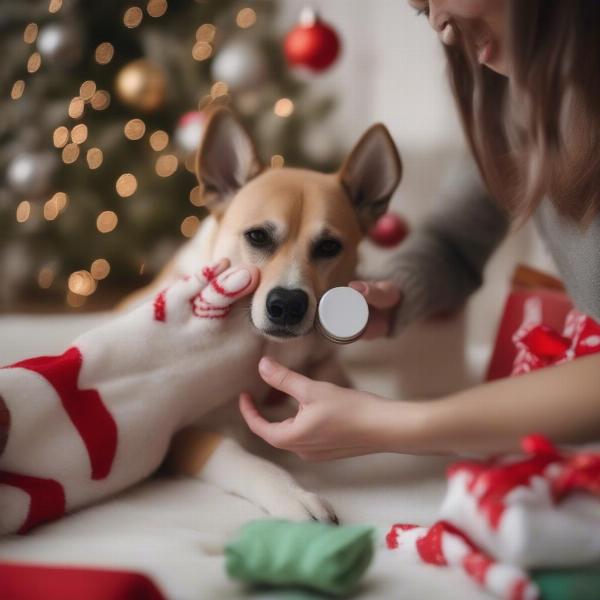 Taking care of dog paws during Christmas