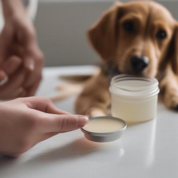 Caring for Dog Paws in the Desert