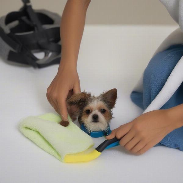 Caring for a cute small dog harness