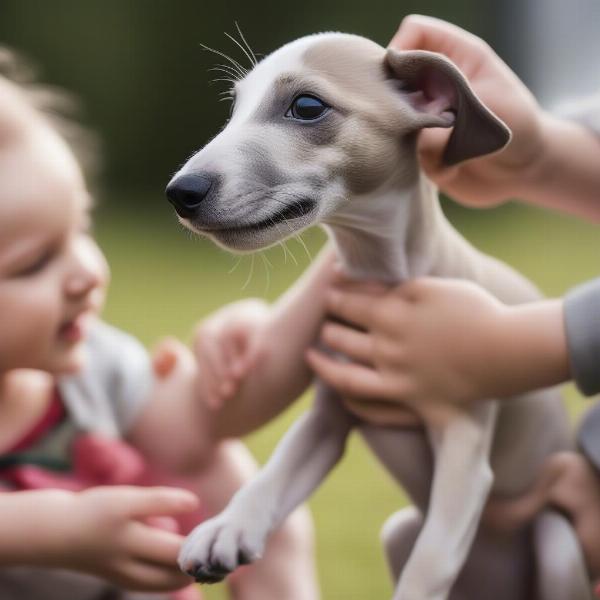 Champ dogs whippet puppy interacting with a family