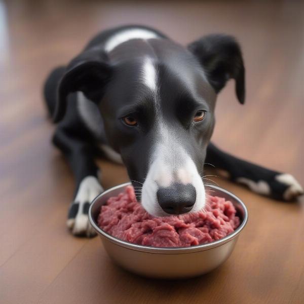 Dog eating bison meat