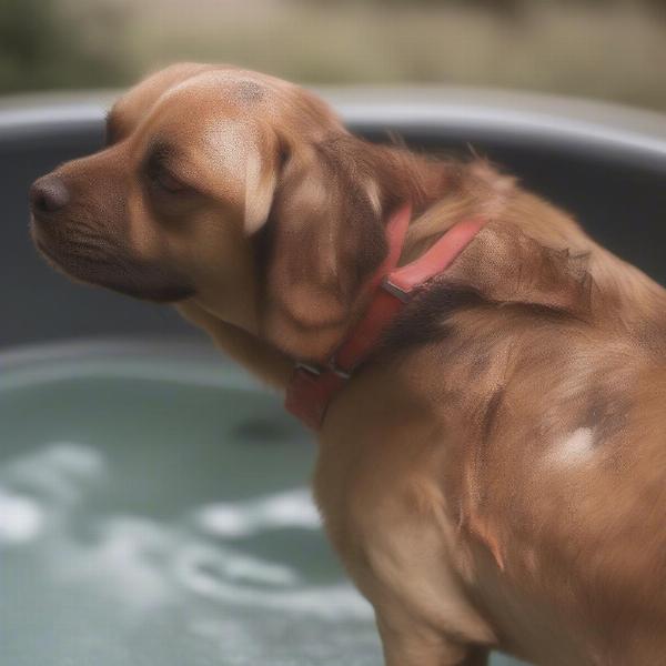 Dog with skin irritation from hot tub chemicals