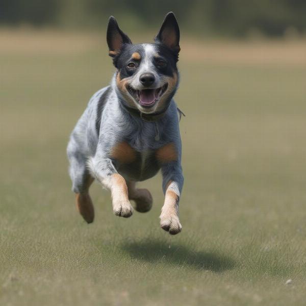 A Blue Heeler Playing Outdoors