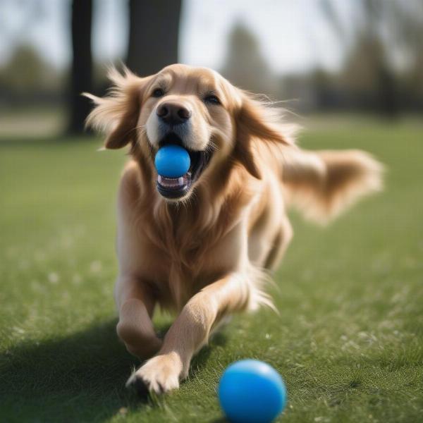 Dog Playing with a Durable Ball