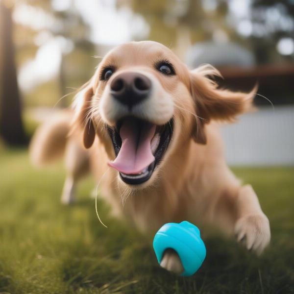 Dog playing with a squeaky toy