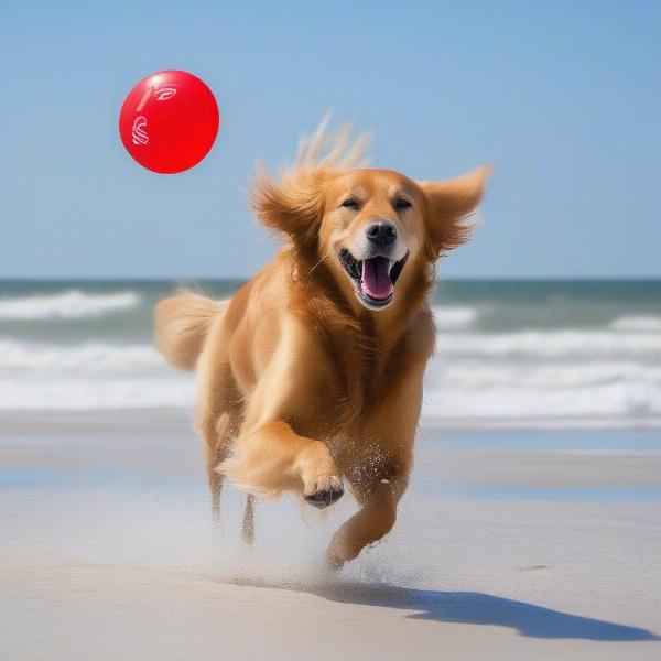 Dogs playing on the beach in Gulf Shores