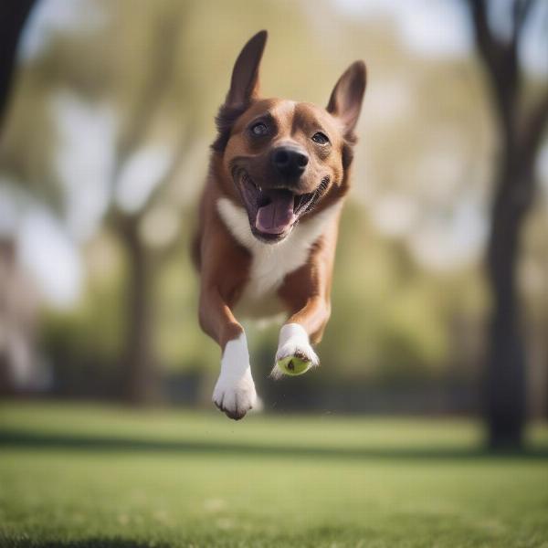 Dog playing with a tennis ball