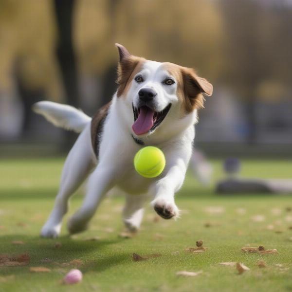 Dog wearing socks playing with a toy