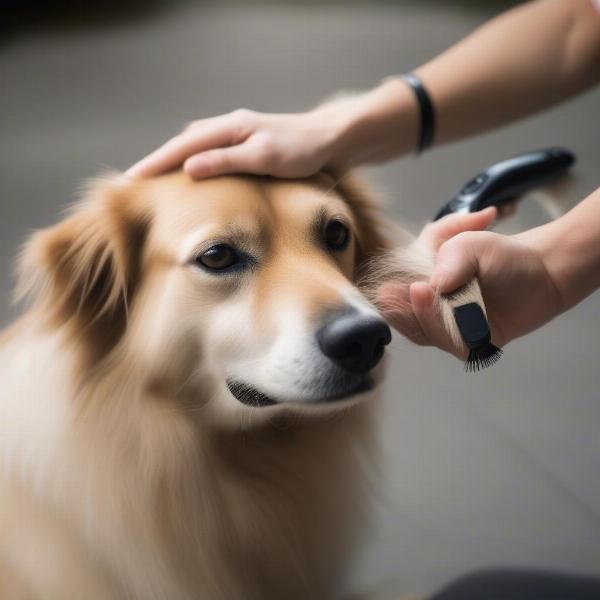 Dog being groomed