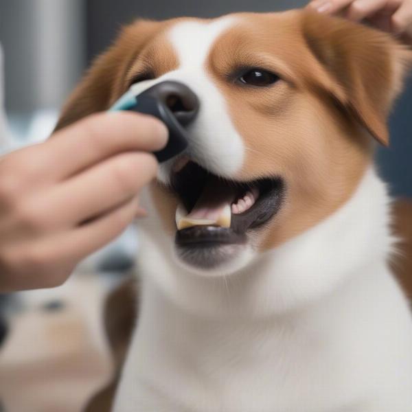 Dog receiving dental care