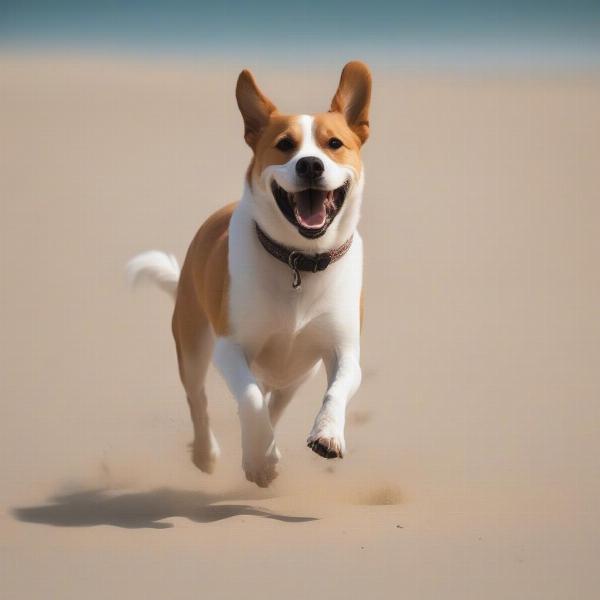 Choosing the right dog beach for your furry friend