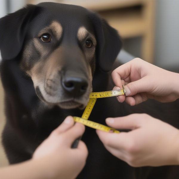 Choosing a Black Leather Collar for Your Dog