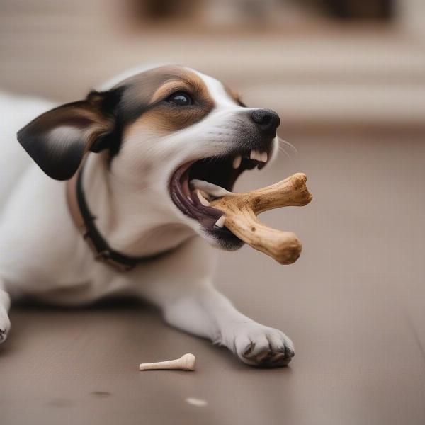 Choosing Dog Bones for Small Breeds