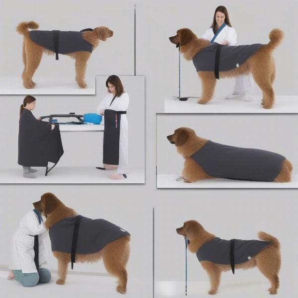 Choosing the Right Dog Dry Robe Size