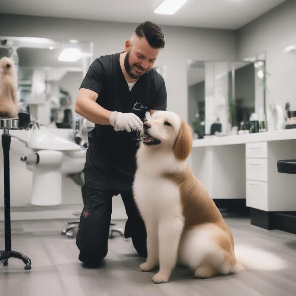 Selecting a Reputable Dog Groomer in Delray Beach