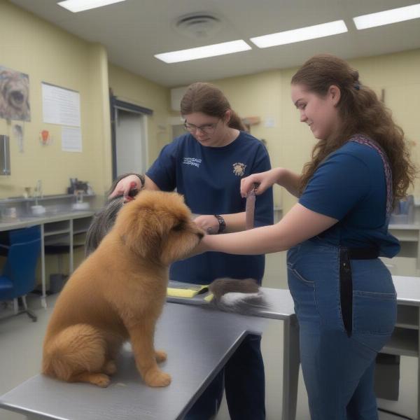 Choosing the Right Dog Grooming School