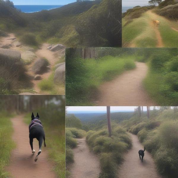 Choosing the Right Trail for Your Dog in Victoria