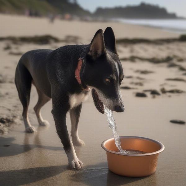 Dog drinking water on the beach