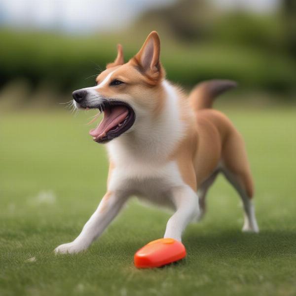 Dog Playing with a Mouse Toy