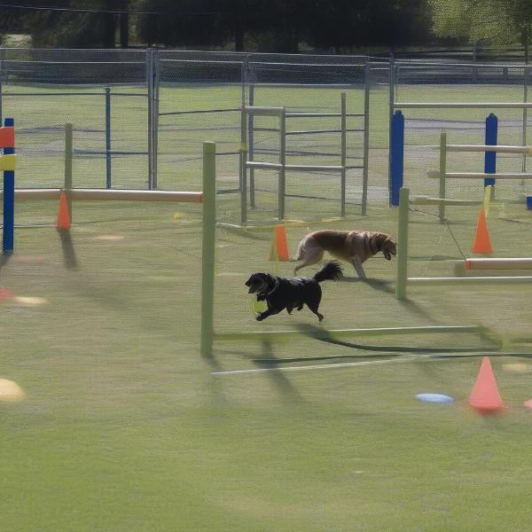 Clapp Park Dog Park Agility Course in Lubbock TX