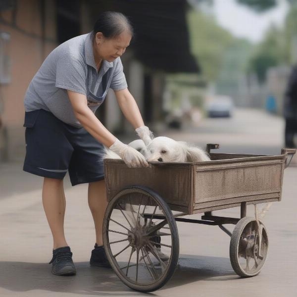 Cleaning the wheels of a dog cart