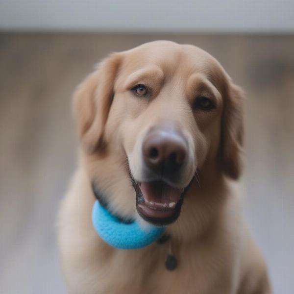 Cleaning and maintaining a dog collar cushion