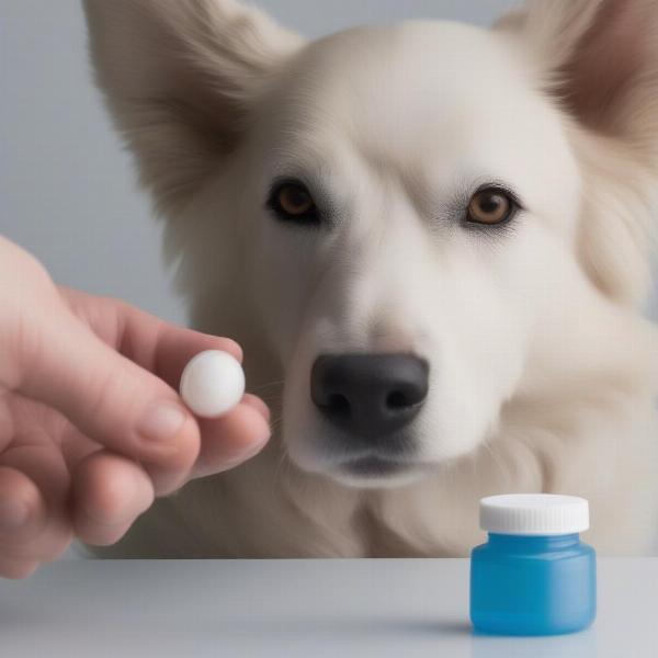 Cleaning a dog's prosthetic eye