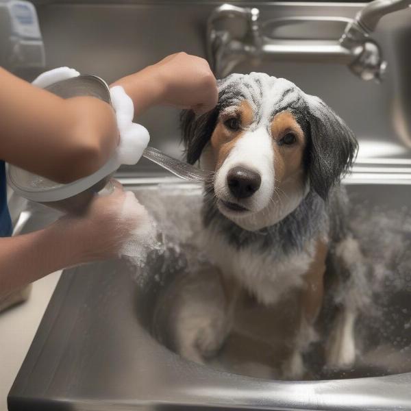 Cleaning a stainless steel dog wash with soap and water.