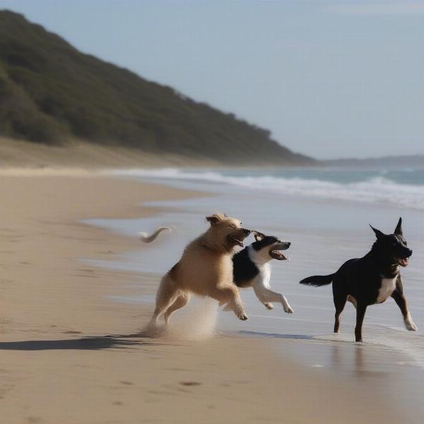 Dogs enjoying the off-leash area at Corrigans Beach Reserve in Batemans Bay.