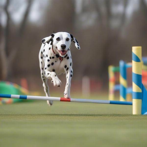 Dalmatian running agility course