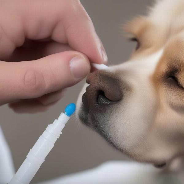 Applying Dermotic Ear Drops to a Dog