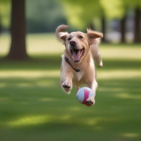 Diabetic dog enjoying playtime