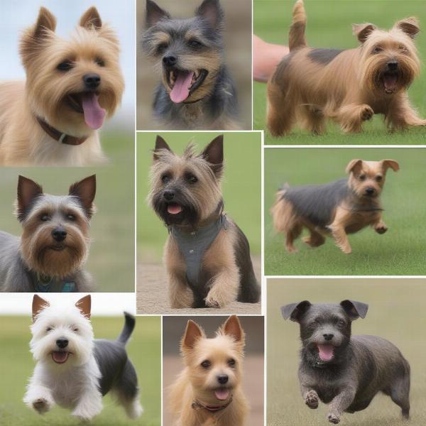 Different terrier breeds exhibiting mousing behavior