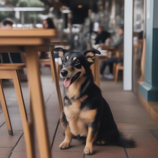 Dining with a dog at a Richmond restaurant.