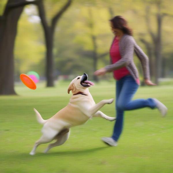 Interactive toys for dogs and owners