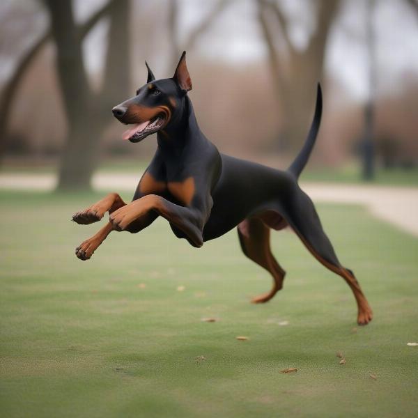 Doberman playing with its owner