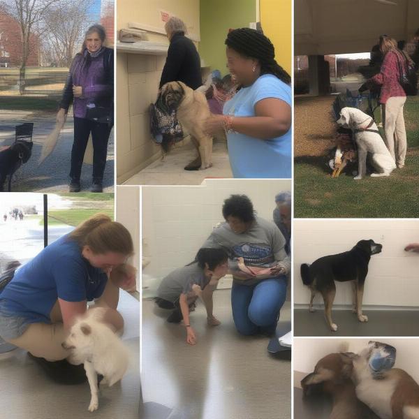 Dog Adoption Process in Washington DC