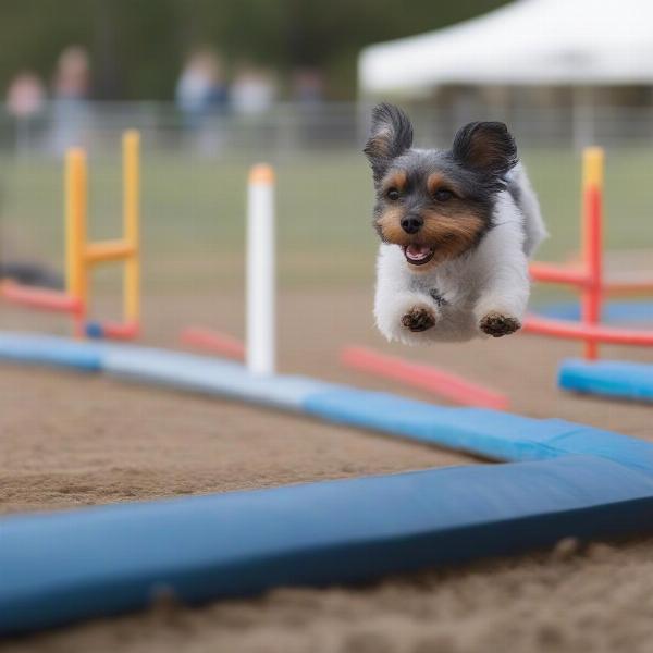 Dog Agility Training for Beginners