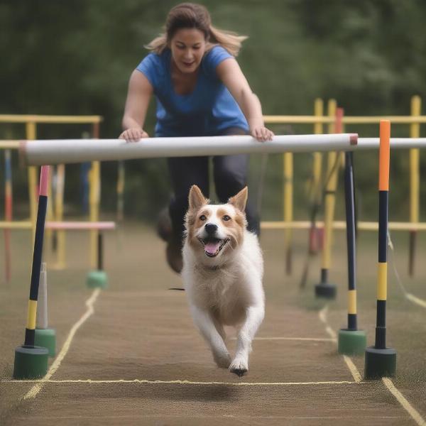 Dog and Owner Practicing Agility Training