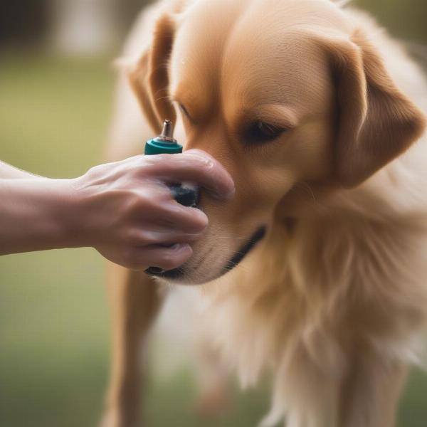 Applying anti-bite spray to a dog's paw