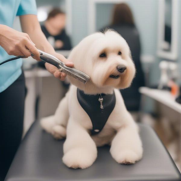 Dog being groomed professionally