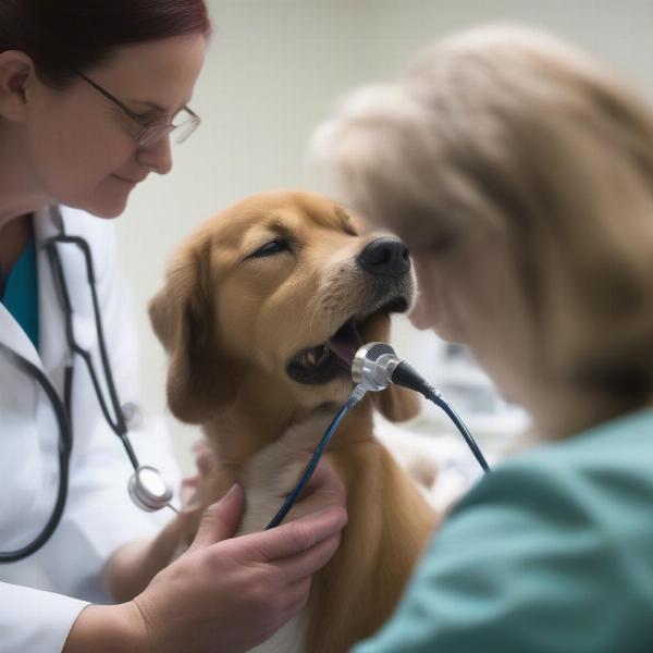 Dog at Vet Checkup