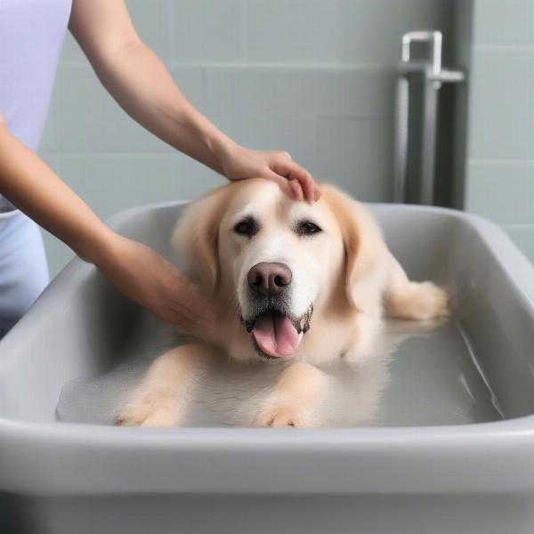 Cleaning a dog's underbelly with a dog bath glove