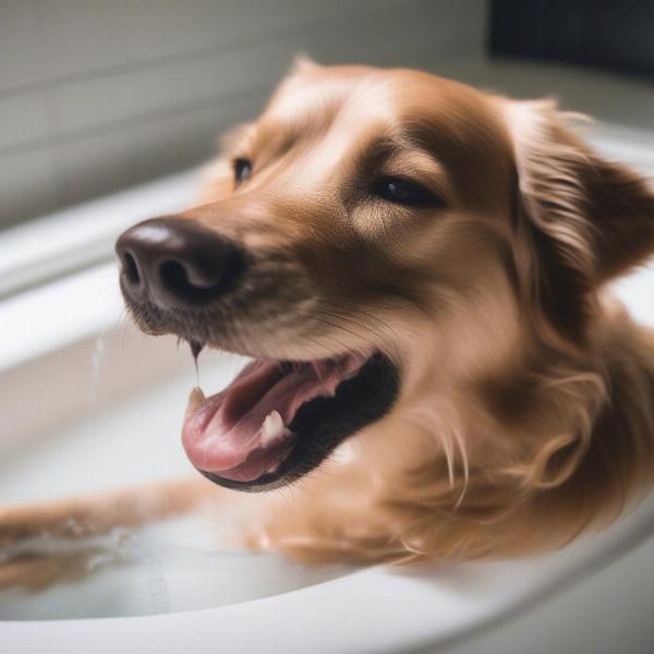 Making dog bath time a positive experience.