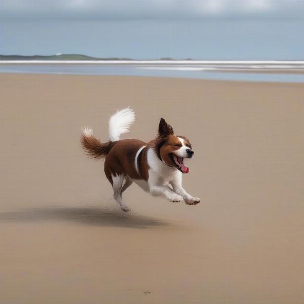 Dog enjoying a beach holiday in England