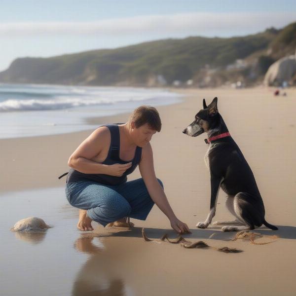 Dog safety at the beach: watching for hazards