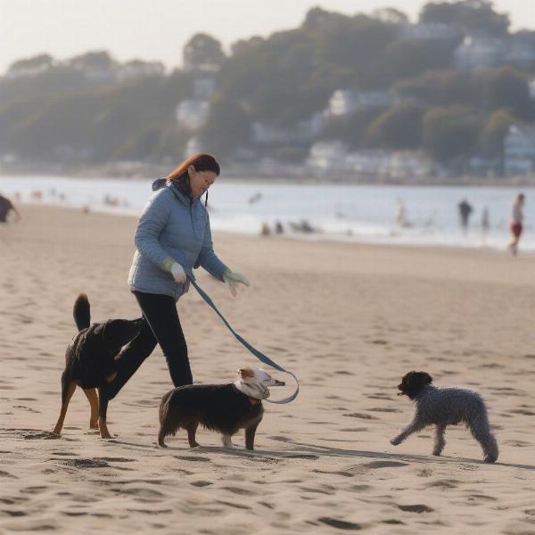 Dog Beach Etiquette at Larchmont NY