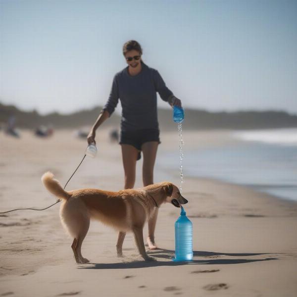 Ensuring your dog's safety and happiness at the beach is paramount.