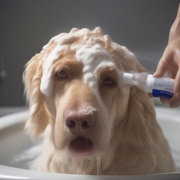 Dog Being Bathed with Ceraven